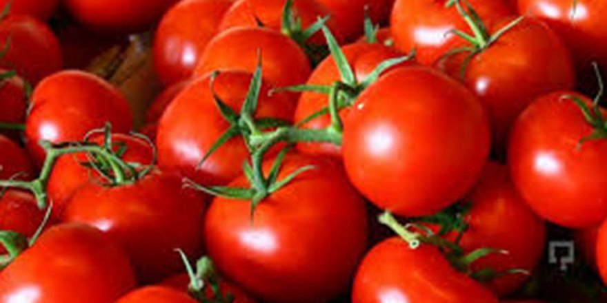 Россия увеличить объем поставок томатов из Турции