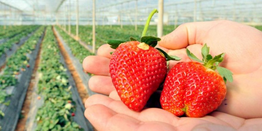 Турецкая клубника из Анталии говорит по русский