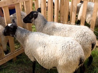 Медведев разрешил экспорт романовских овец в Турцию