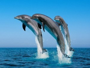 Дельфинарий «Dolphin Park» эксплуатировал больных животных 