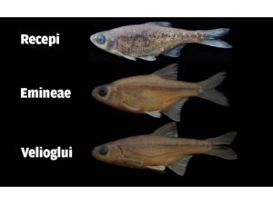 В Турции открыли три новых вида рыб