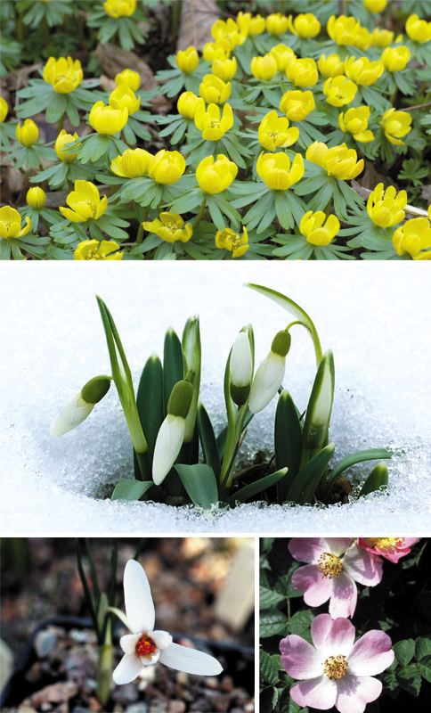 Зимние цветы Турции - Kardelenler