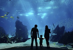 Крупнейший аквариум