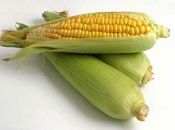ГМО-скандал!