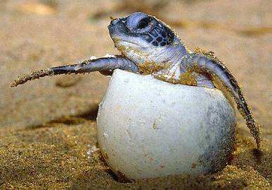 В Мерсине нашли гнезда морских черепах