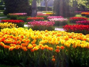 Турецкие тюльпаны  в Нидерланды