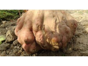 Турецкий фермер вырастил самую большую картофелину