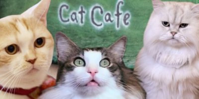 В Москве открывают коворкинг с кошками