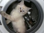 Котенка постирали в «автомате»