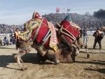 Верблюжьи бои в Турции