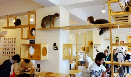 catcafe1.jpg